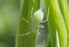 Acyrthosiphon pisum
